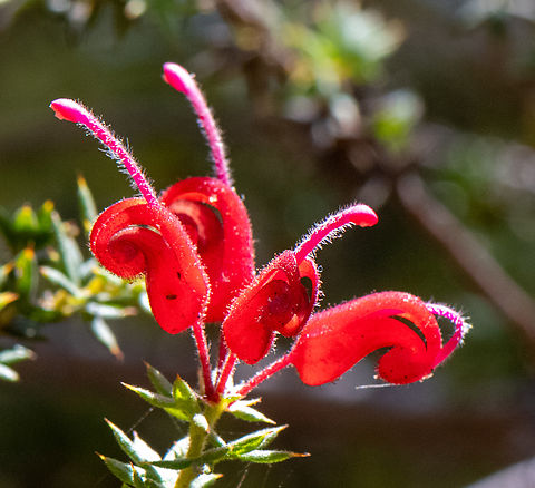 Star leaf grevillea  Australia,Geotagged,Grevillea asteriscosa,Spring,Star-leaf grevillea