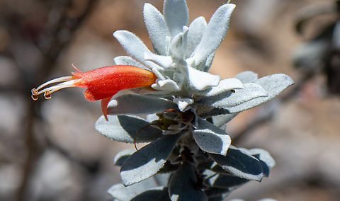 Tar bush  Australia,Eremophila  glabra,Geotagged,Spring,Tar bush