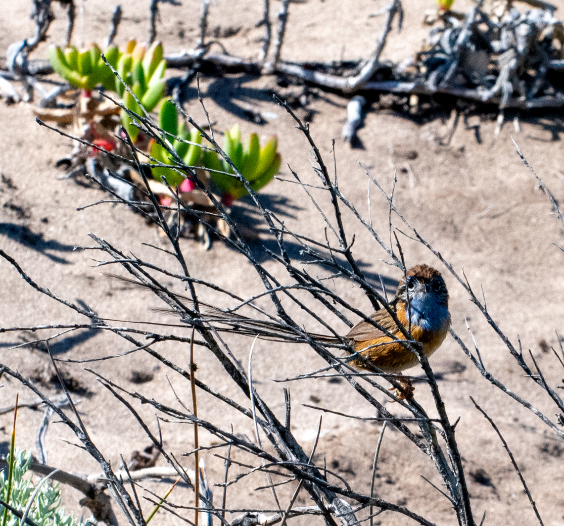 Southern emu wren Not a good  quality photo! These are very elusive! Australia,Geotagged,Southern emu-wren,Spring,Stipiturus malachurus