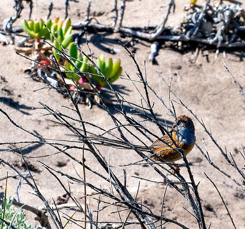 Southern emu wren Not a good  quality photo! These are very elusive! Australia,Geotagged,Southern emu-wren,Spring,Stipiturus malachurus