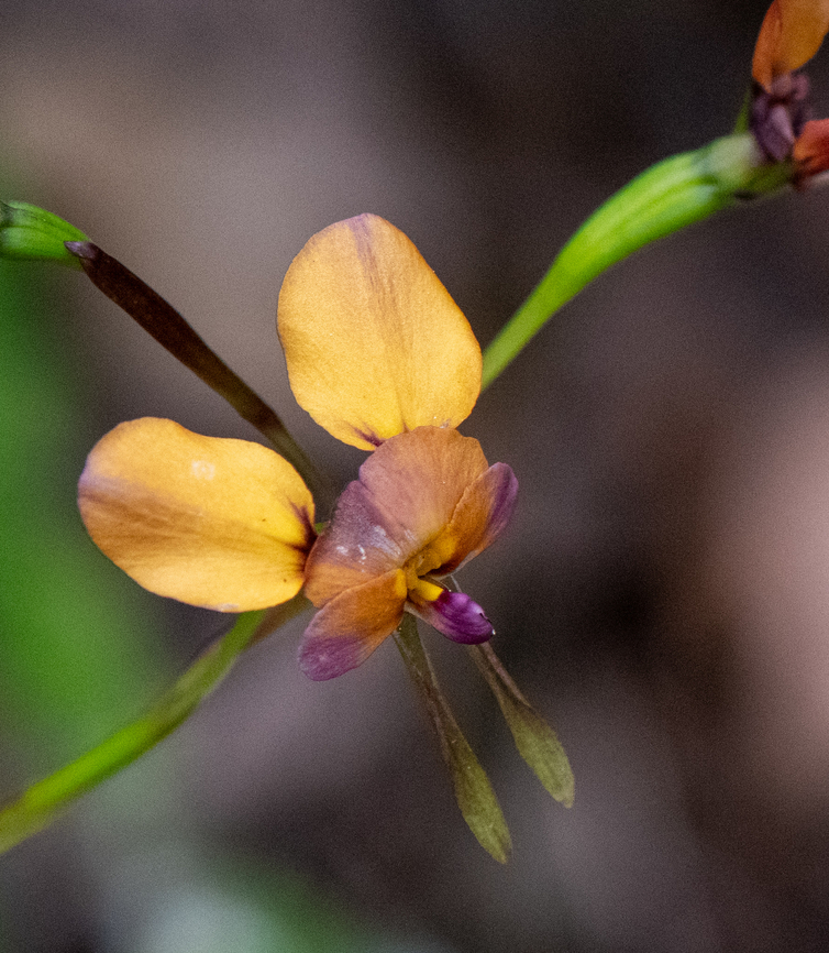 Purple pansy orchid  Australia,Diuris longifolia,Geotagged,Purple pansy orchid,Spring