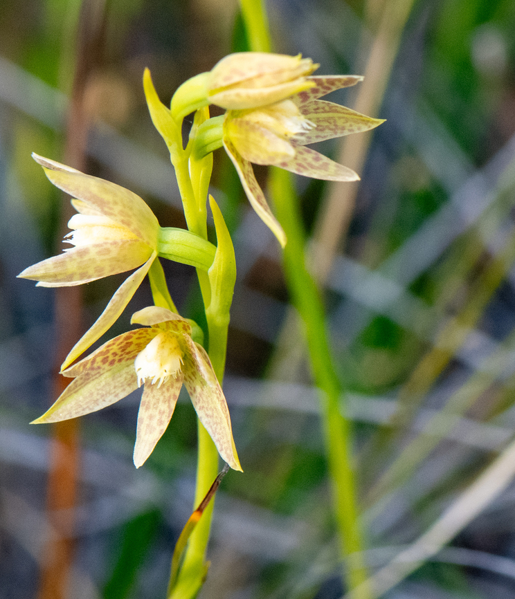 Leopard sun orchid  Australia,Geotagged,Leopard sun orchid,Spring,Thelymitra benthamiana