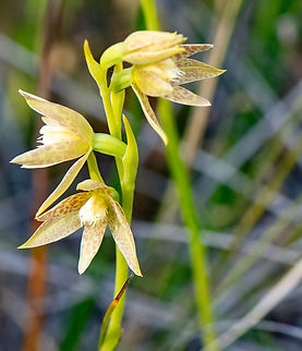 Leopard sun orchid  Australia,Geotagged,Leopard sun orchid,Spring,Thelymitra benthamiana