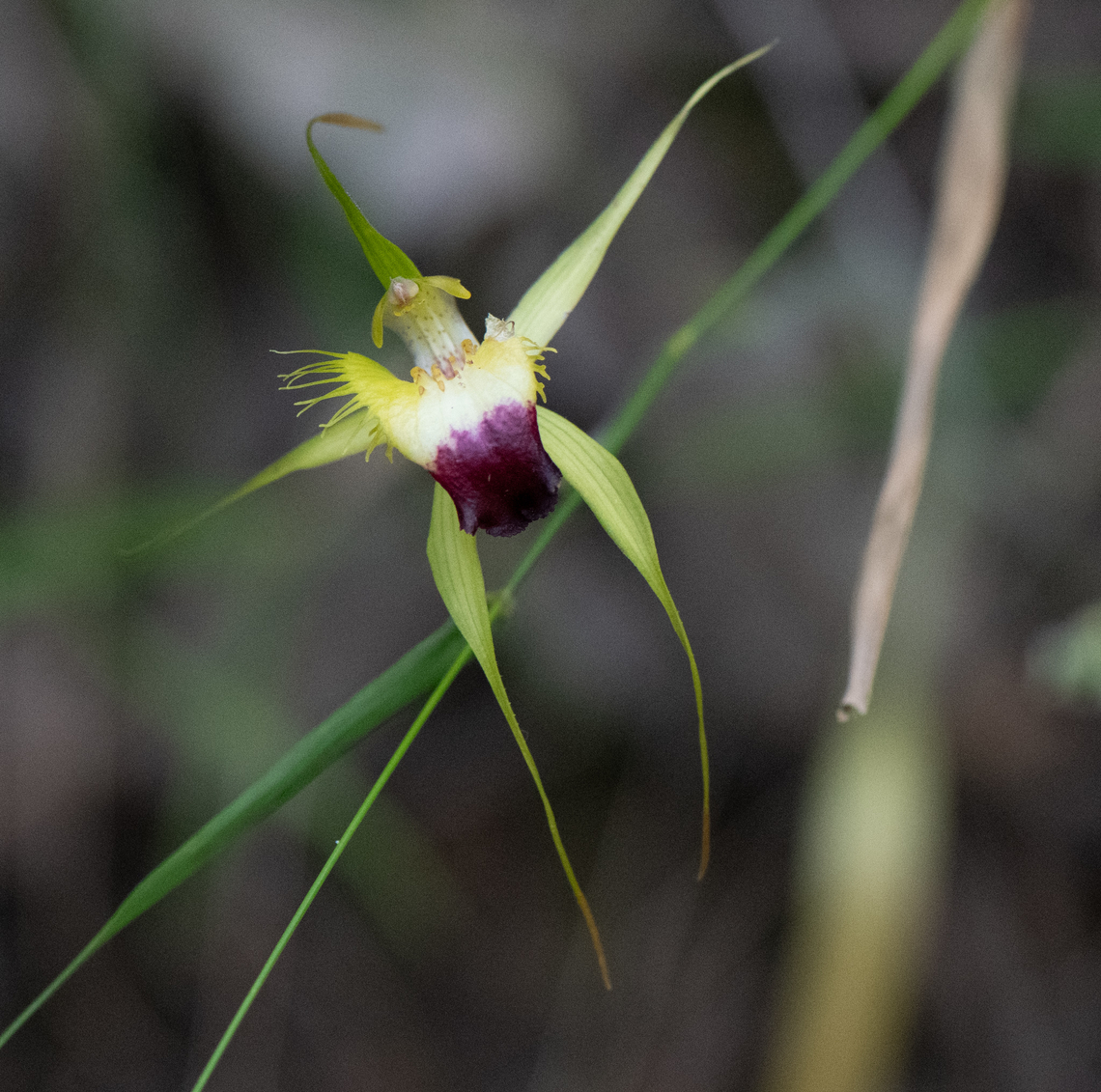Funnel web spider orchid  Australia,Caladenia infundibularis,Funnel-web spider orchid,Geotagged,Spring