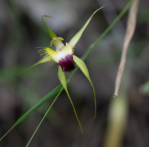 Funnel-web spider orchid
