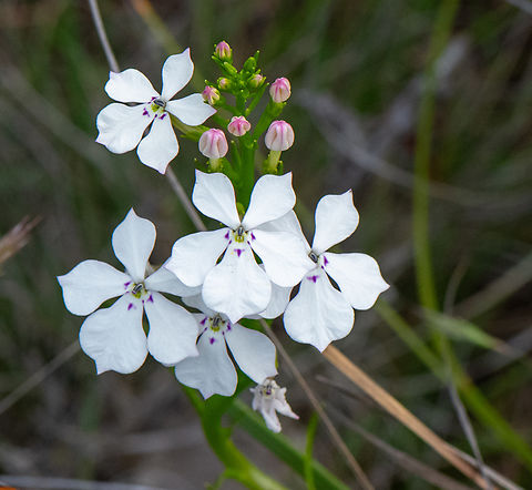 Woodbridge poison  Australia,Geotagged,Isotoma  hypocrateriformis,Spring,Woodbridge poison
