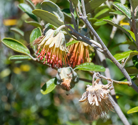 Dampier rose  Australia,Diplolaena dampier,Diplolaena dampieri,Geotagged,Spring
