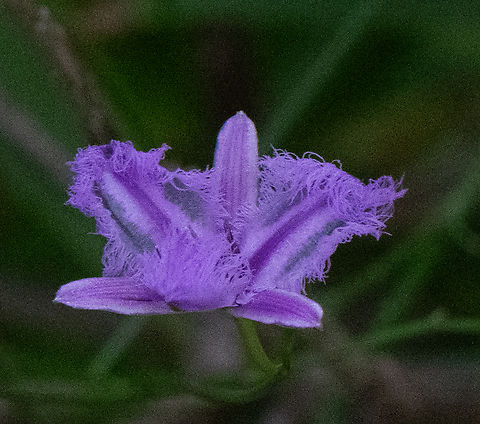 Thysanotus arenarius Fringe lily Australia,Geotagged,Sand-dune Fringed Lily,Spring,Thysanotus arenarius