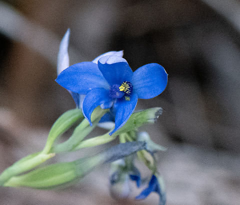 Blue lady orchid  Australia,Blue lady orchid,Geotagged,Spring,Thelymitra crinita