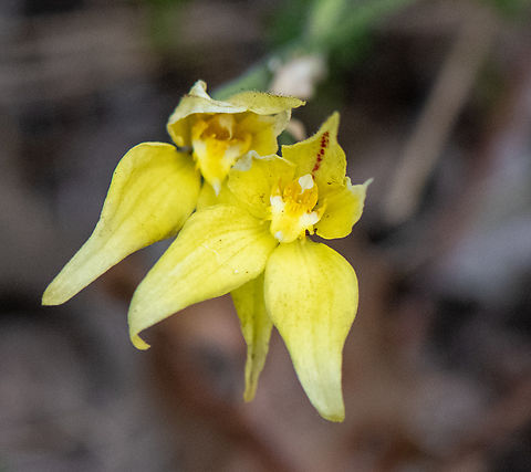 Cowslip orchid  Australia,Caladenia flava,Cowslip Orchid,Geotagged,Spring