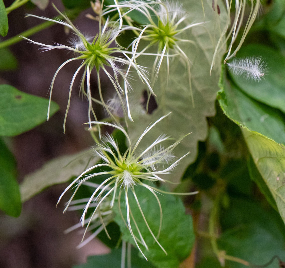 Clematis  Australia,Clematis pubescens,Common clematis,Geotagged,Spring