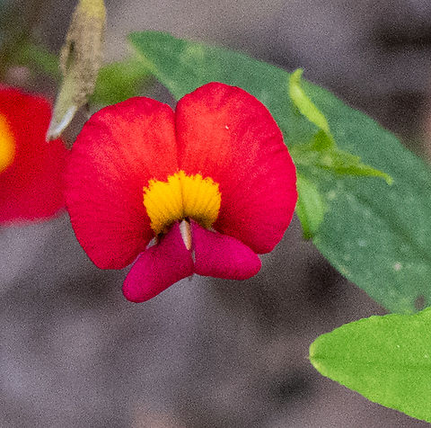 Coral vine  Australia,Coral vine,Geotagged,Kennedia coccinea,Spring