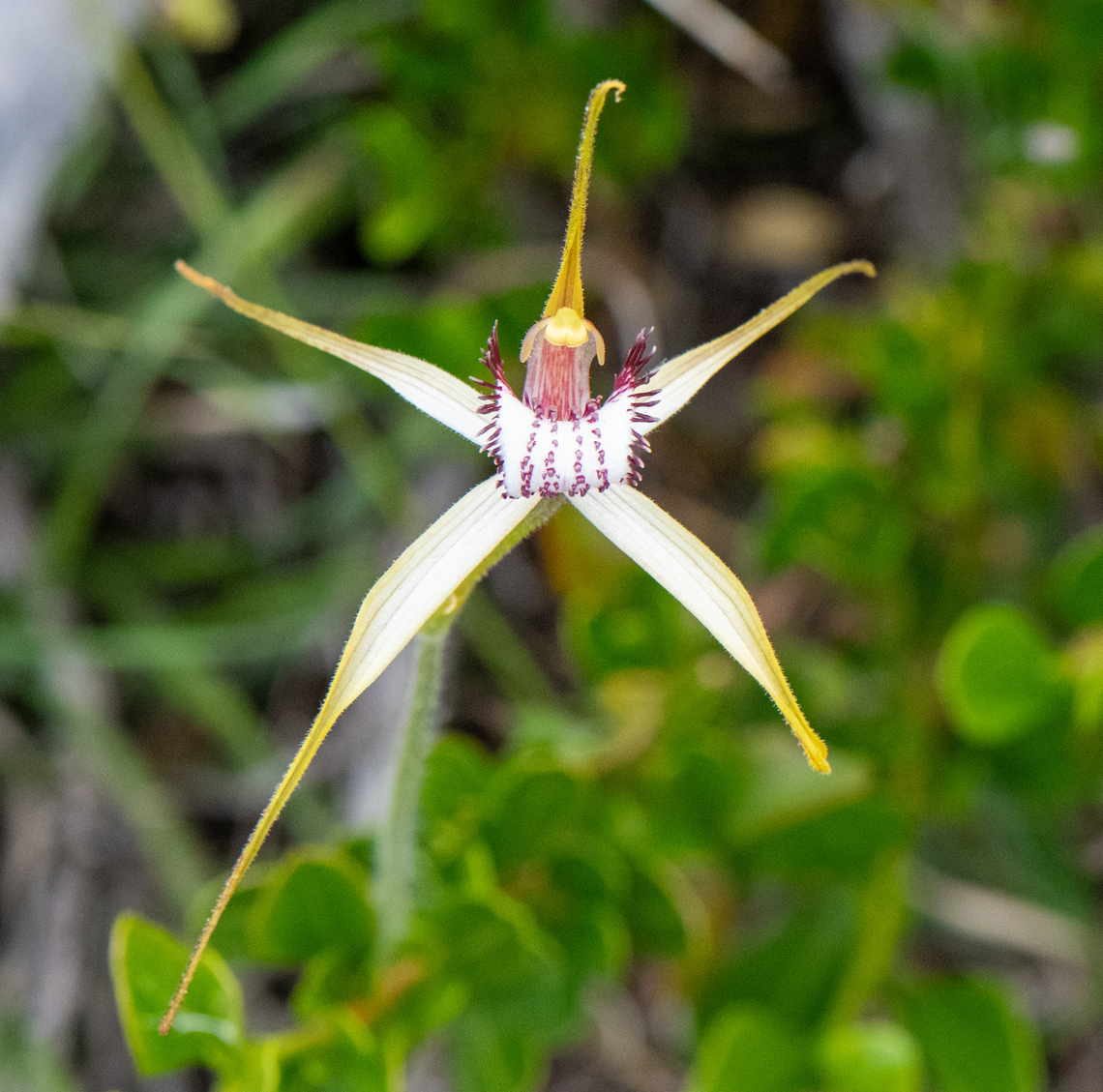 Splendid white spider orchid  Australia,Caladenia splendens,Geotagged,Splendid spider orchid,Spring