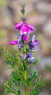Holly -leaved hovea Australia,Geotagged,Holly-leaved hovea,Hovea chorizemifolia,Spring