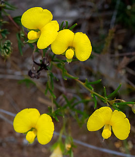 Gompholobium polymorphum  Australia,Geotagged,Gompholobium polymorphum,Spring