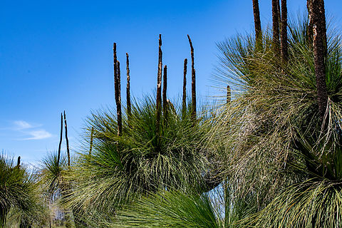 Kingia  Australia,Geotagged,Kingia,Kingia australis,Spring