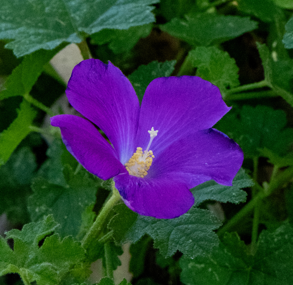 Sand hibiscus  Alyogyne pinoniana,Australia,Geotagged,Sand hibiscus,Spring