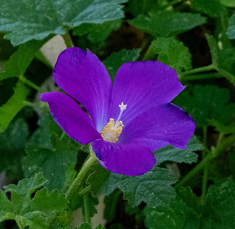 Sand hibiscus  Alyogyne pinoniana,Australia,Geotagged,Sand hibiscus,Spring