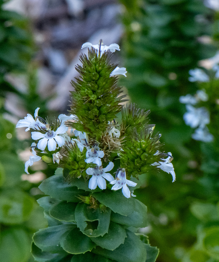 Goodenia decursiva  Australia,Geotagged,Goodenia decursiva,Spring
