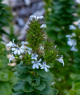 Goodenia decursiva  Australia,Geotagged,Goodenia decursiva,Spring