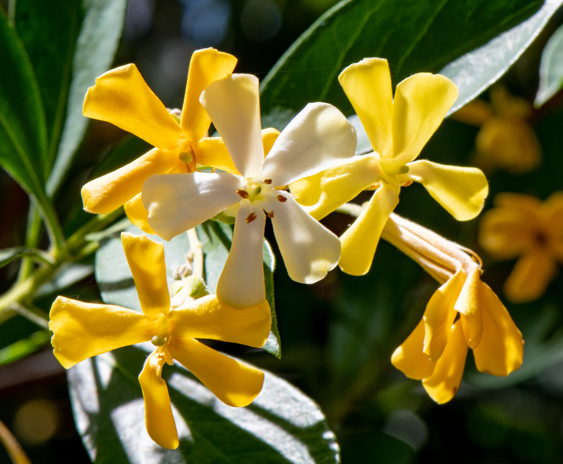 Native franjipani  Australia,Geotagged,Hymenosporum flavum,Native Frangipani,Spring