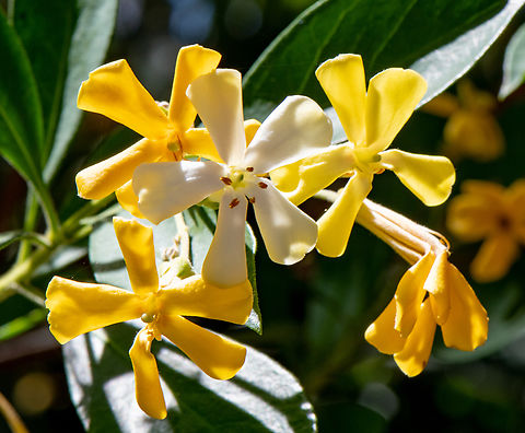 Native franjipani  Australia,Geotagged,Hymenosporum flavum,Native Frangipani,Spring