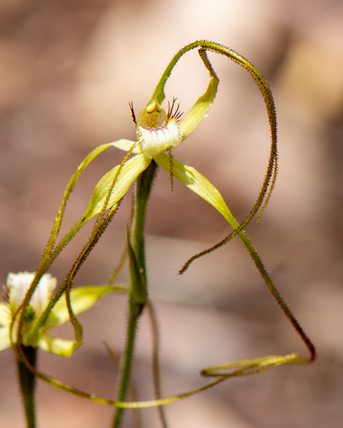Albany spider orchid  Australia,Caladenia pholcoidea,Geotagged,Spring