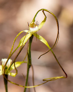 Albany spider orchid  Australia,Caladenia pholcoidea,Geotagged,Spring