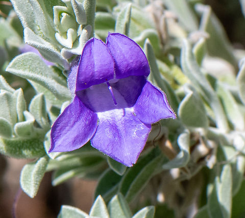 Desert pride  Australia,Desert pride,Eremophila  mackinlayi,Geotagged,Spring