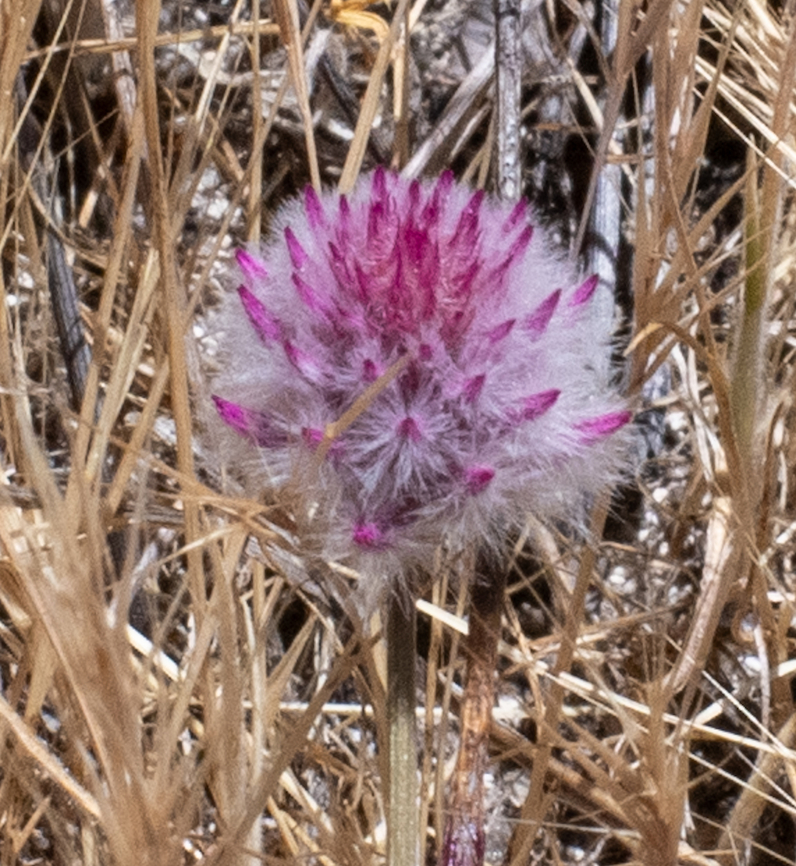 Pom poms  Australia,Geotagged,Ptilotus manglesii,Spring