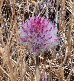 Pom poms  Australia,Geotagged,Ptilotus manglesii,Spring