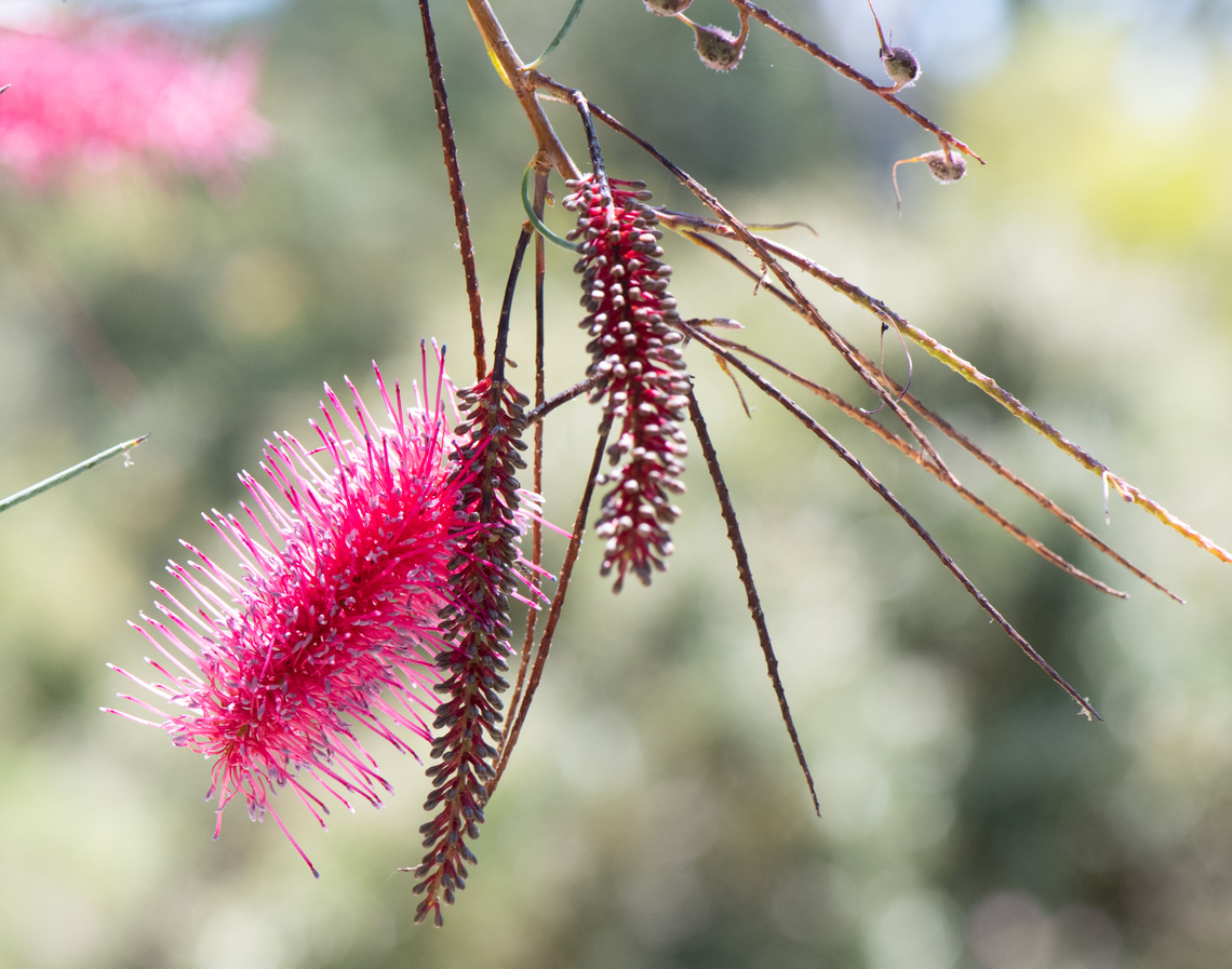 Grevillea  Australia,Geotagged,Grevillea oligomera,Spring