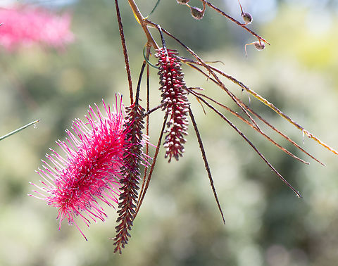 Grevillea  Australia,Geotagged,Grevillea oligomera,Spring