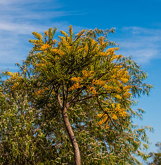 Western Australian Christmas Tree I came to Western Australia in the hope of seeing one of these in flower and although a bit early I was thrilled to find one. This tree is very unusual, has no relatives and is classed in a genus by itself in the mistletoe family. Unlike other mistletoes that grow off branches of their host trees, this tree grows in the ground.It is partially parasitic which means that it’s roots make rings round the roots of nearby  plants  and then extracts water and nutrients from them ( up to 110 metres away). This is the only tree in the mistletoe family whose seeds are wind dispersed. It is the largest mistletoe in the world and is believed to belong to the oldest lineage. The roots have been known to cut through underground electric cables, small water pipes and telephone lines! A truly fascinating species! Australia,Geotagged,Nuytsia,Nuytsia floribunda,Spring