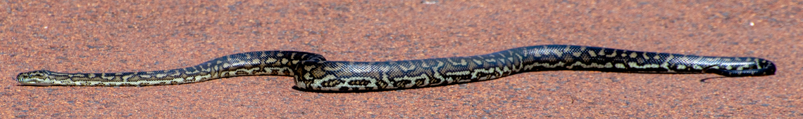 Southwestern carpet python This beauty crossed my path on the way to the lighthouse! Australia,Geotagged,Morelia  imbricata,Morelia imbricata,Spring