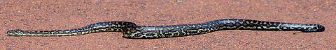 Southwestern carpet python This beauty crossed my path on the way to the lighthouse! Australia,Geotagged,Morelia  imbricata,Morelia imbricata,Spring