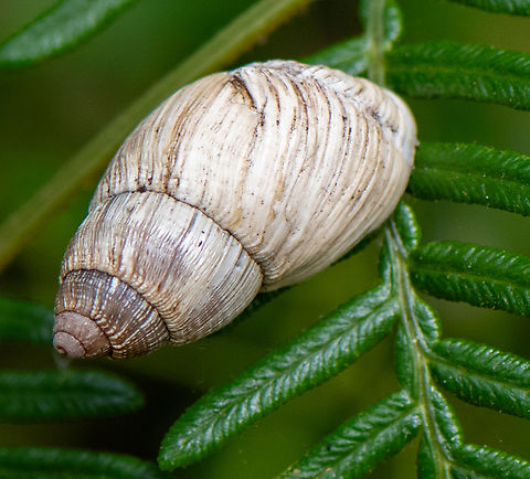 Bothriembryon kingii