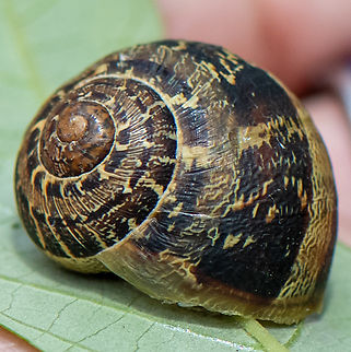 Garden snail Was surprised to find these in the sand plains of the national park! Australia,Geotagged,Helix aspersa,Spring