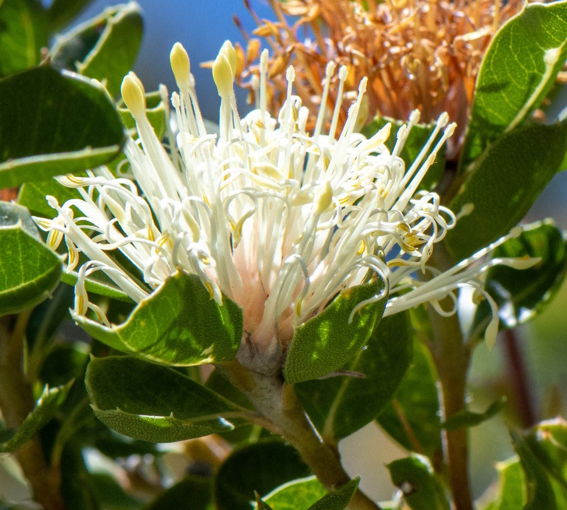 Wagin banksia  Australia,Banksia oligantha,Geotagged,Spring
