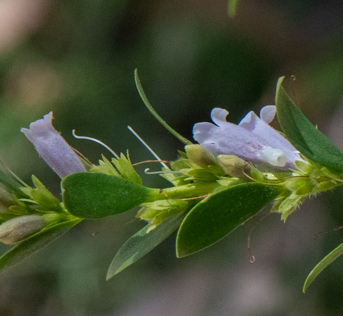Milky Emu Bush This species was declared &ldquo;rare flora&rsquo; in 1996 by the Wildlife Conservation Act and &lsquo;critically endangered&rsquo; in 1998! Emu bush is used by Indigenous Australians for both medicinal and ceremonial purposes. Australia,Eremophila  lactea,Geotagged,Milky emu bush,Spring
