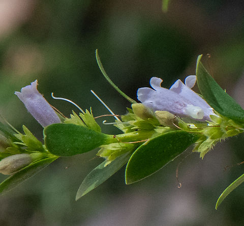Milky Emu Bush This species was declared “rare flora’ in 1996 by the Wildlife Conservation Act and ‘critically endangered’ in 1998! Emu bush is used by Indigenous Australians for both medicinal and ceremonial purposes. Australia,Eremophila  lactea,Geotagged,Milky emu bush,Spring