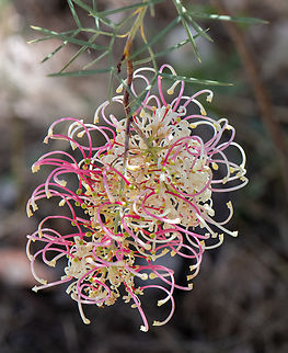 Prickly plume grevillea  Australia,Geotagged,Grevillea annulifera,Prickly plume grevillea,Spring