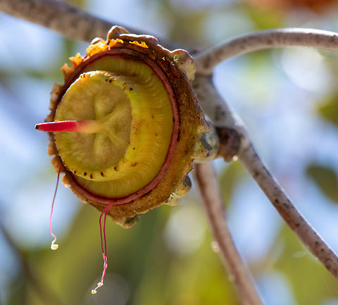 Kingsmill Mallee Pod  Australia,Eucalyptus kingsmillii,Geotagged,Kingsmills mallee,Spring