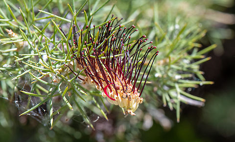 Prickly toothbrushes Great name! Australia,Geotagged,Grevillea armigera,Prickly toothbrushes,Spring