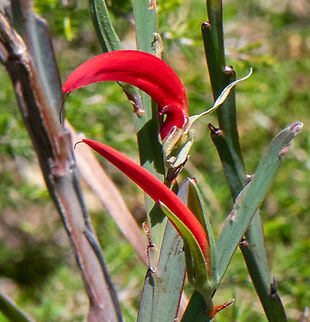 Ribbon Pea (Leptosema aphyllum) The properties of this plant are used in homeopathy to alleviate fear and nightmares! Australia,Geotagged,Leptosema aphyllum,Spring