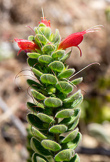 Eremophila Eremophilas have been used in Aboriginal tribal life in both cultural and medicinal roles! Australia,Eremophila  splendens,Erimophila splendens,Geotagged,Spring
