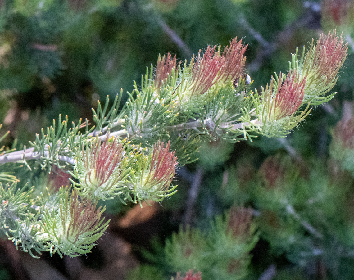 Common Woolly Bush  Adenanthos cygnorum,Australia,Geotagged,Spring,adenanthos cygnorum