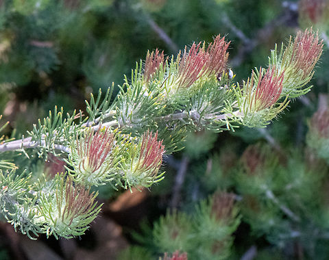 Common Woolly Bush  Adenanthos cygnorum,Australia,Geotagged,Spring,adenanthos cygnorum