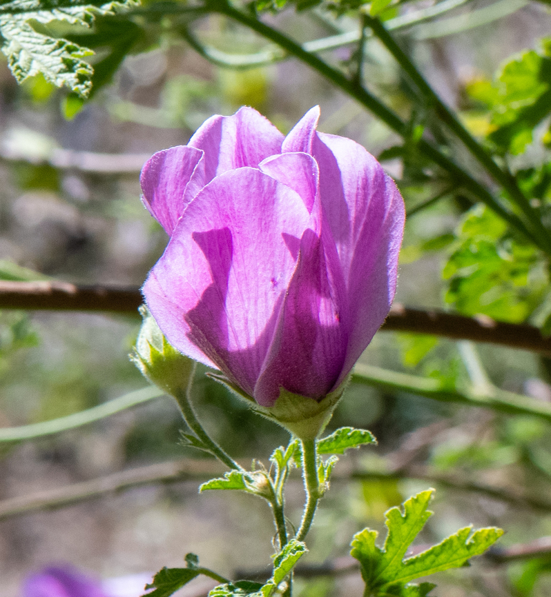 Blue Hibiscus  Alyogyne heugelii,Alyogyne huegelii,Australia,Geotagged,Spring