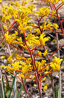 Yellow Kangaroo Paw  Although endemic to Western Australia, they are widely cultivated and are found in many gardens all over Australia. There are many beautiful hybrids being bred by the Botanic Garden in WA. This was growing in the wild! Anigozanthos pulcherrimus,Australia,Geotagged,Spring